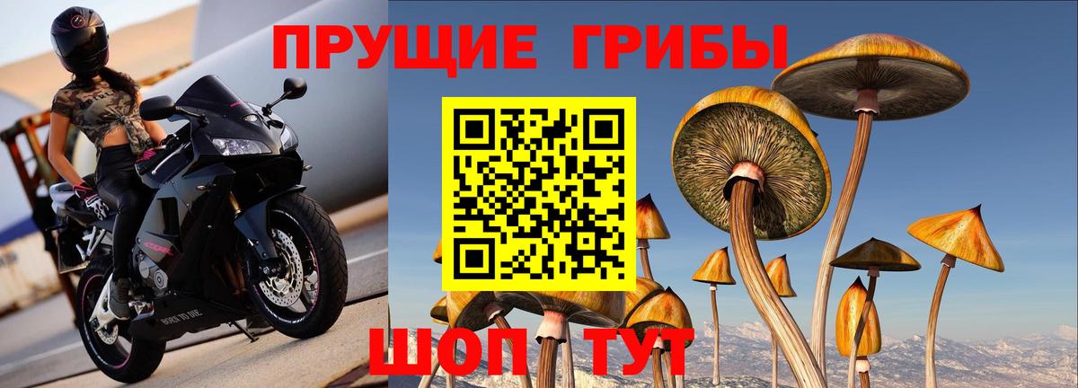 Искитим  Псилоцибиновые грибы MAGIC MUSHROOMS  Вход с VPN 